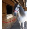 Idolo Pressure Rope Halter With Braided Coloured Nose Band
